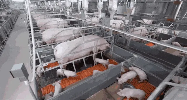 1743908268419240.png 8.png